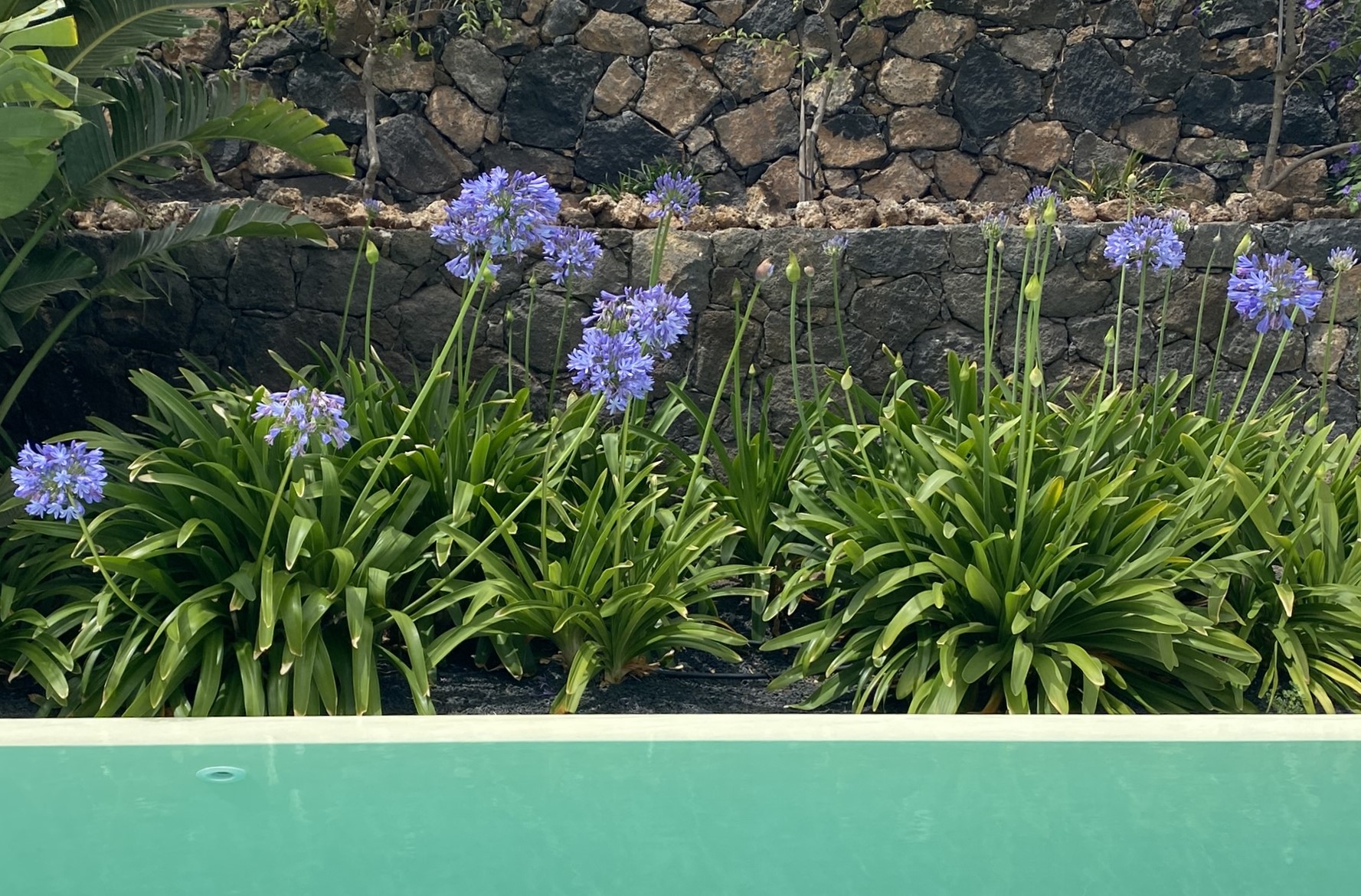 Agapanthus
