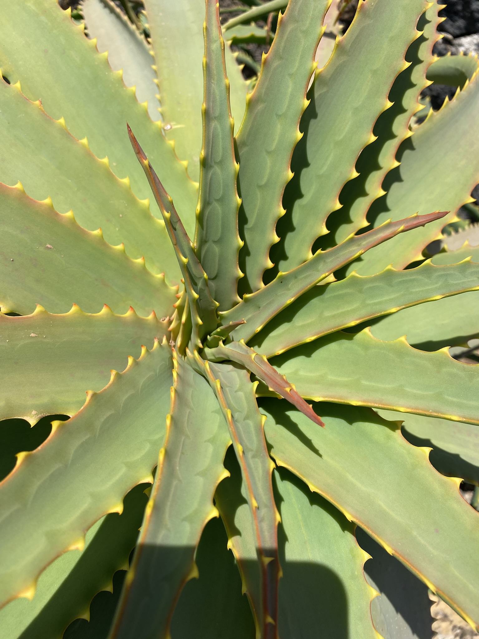Cactus