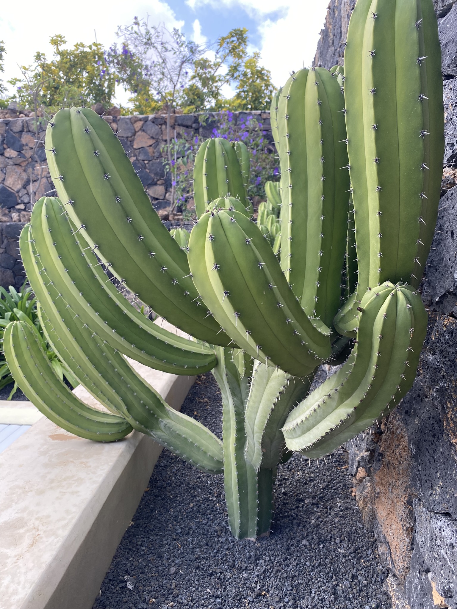 Cactus