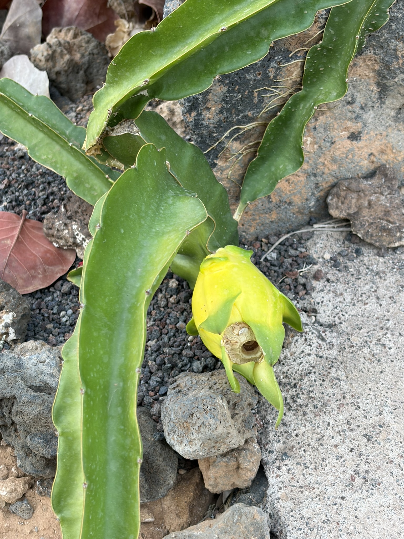 Yellow pitaya