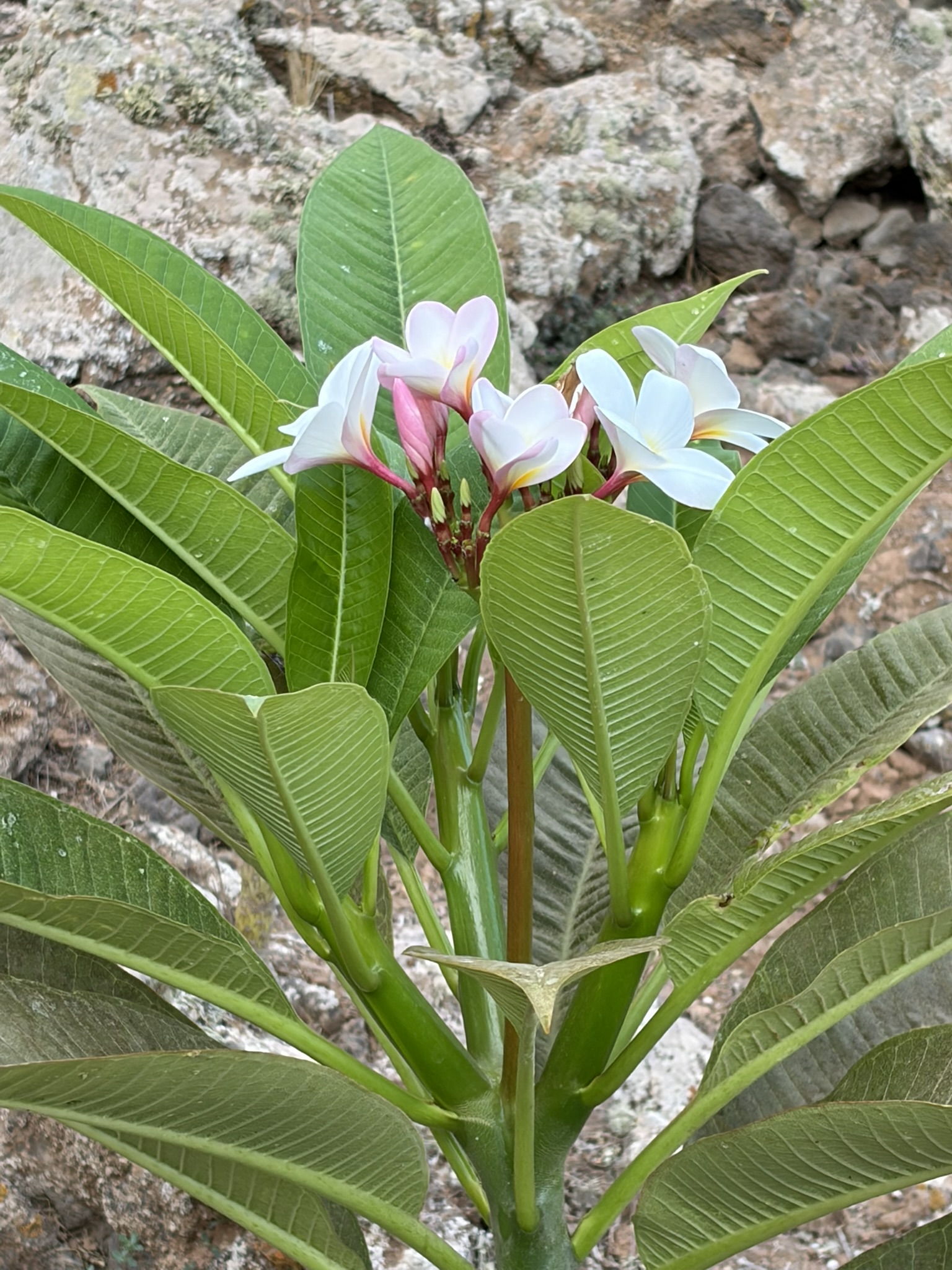 Plumeria