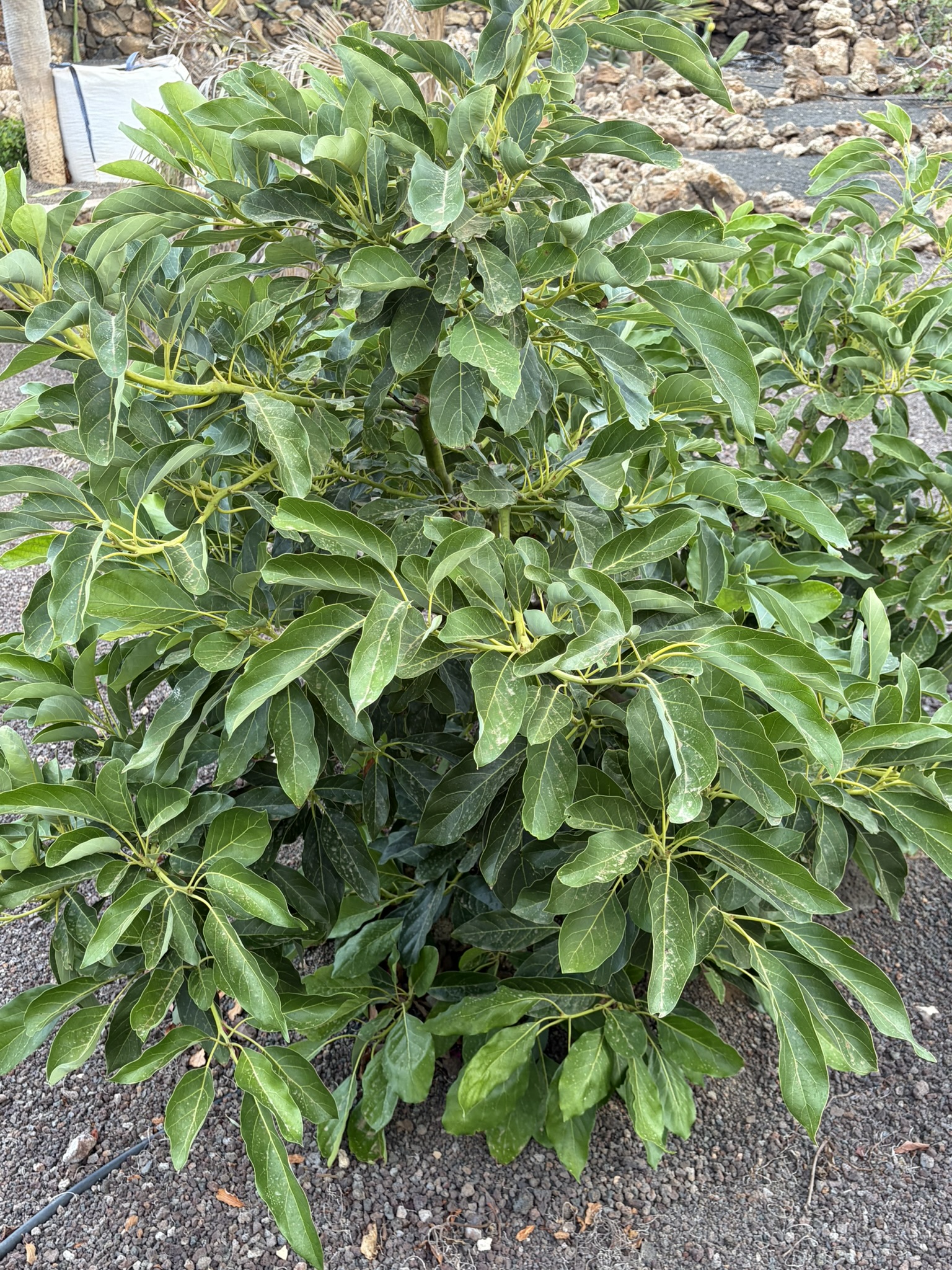 Avocado